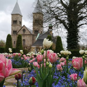 Bakken er dekket av fine blomster, bak ser vi et tre og to kirketårn på Viborg katedralen.